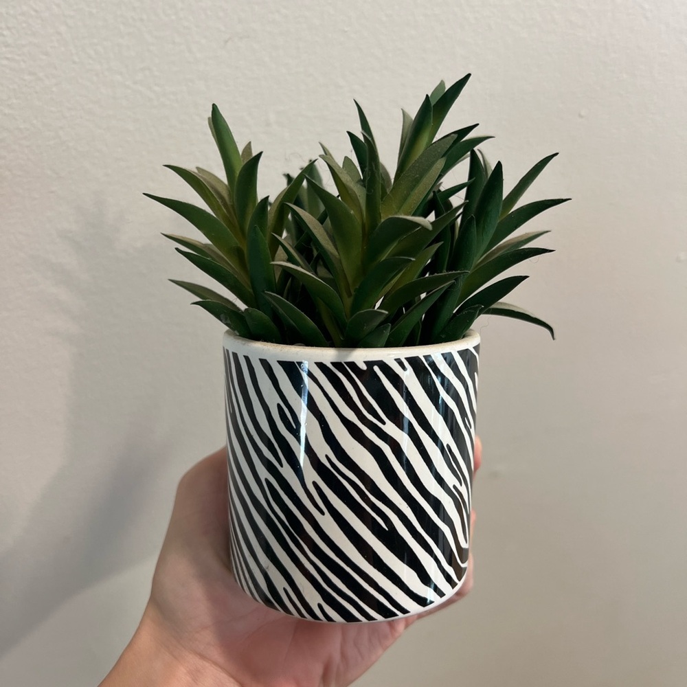 Zebra Print Planter with Green Succulent